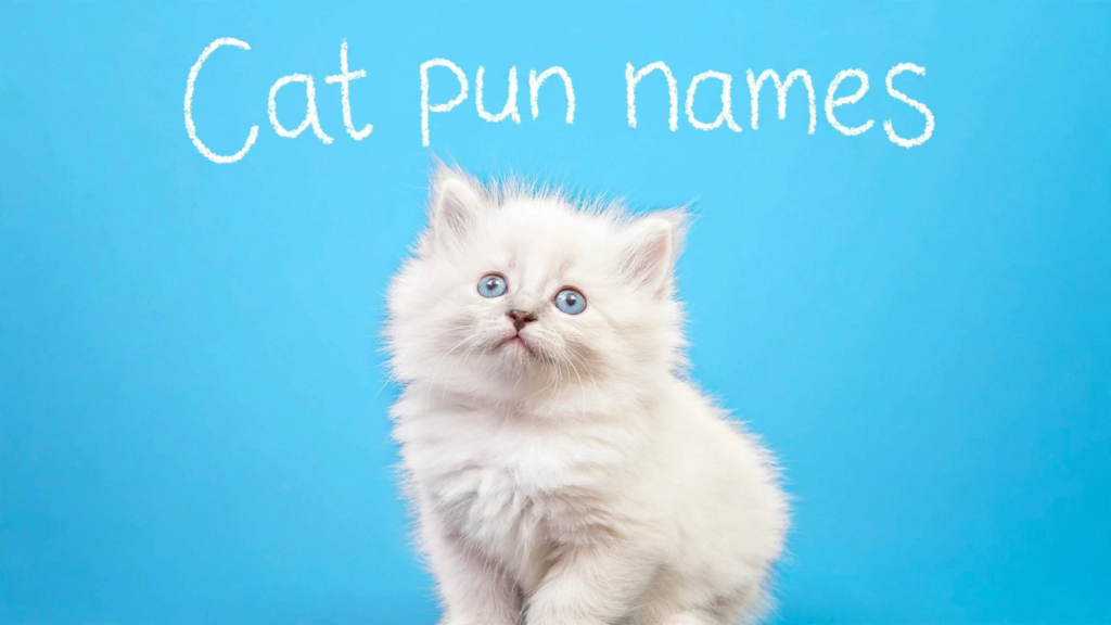 Cat pun names